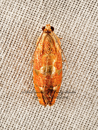 Cydia latiferreana  FIBERWORM MOTH 9051994z