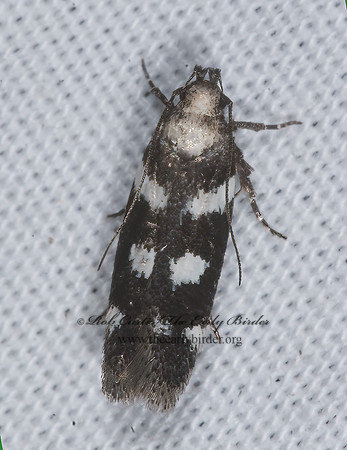 Filatima arizonella ARIZONA TWIRLER MOTH 7008706z