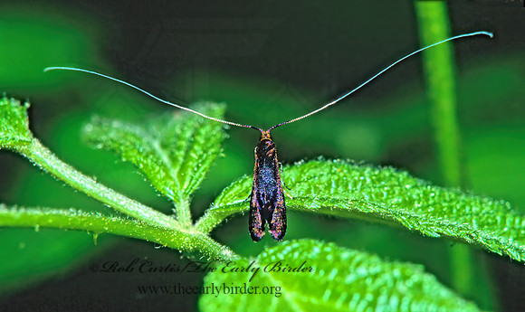 Adela purpurea FAIRY MOTH 170710z