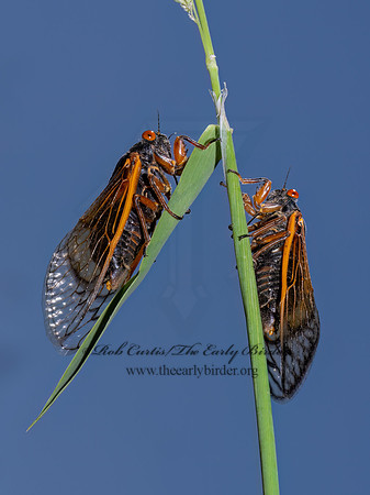 Magicicada cassinii CASSINI'S PERIODICAL CICADA 9088260 z