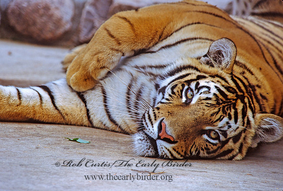 Panthera tigris  TIGER 301533z