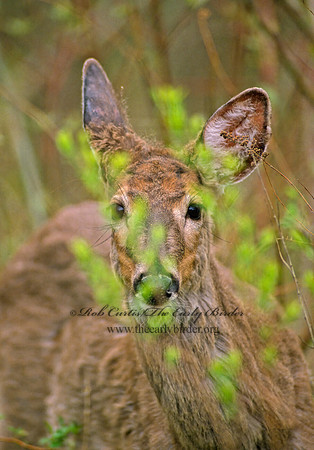 Odocoileus virginianus  WHITE-TAILED DEER 39410z
