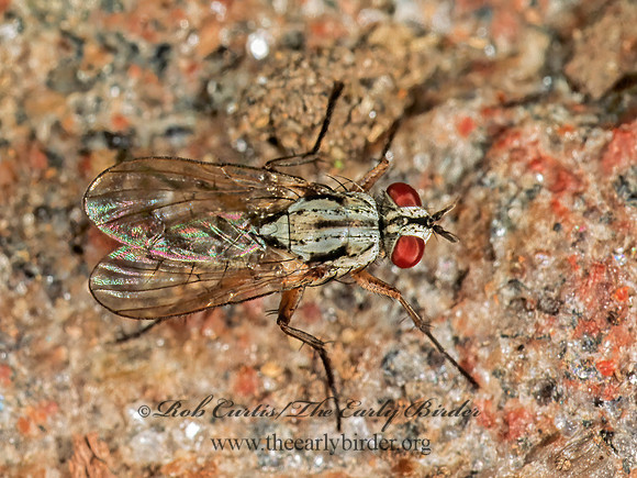 Eustalomyia  ROOT-MAGGOT FLY 123710z