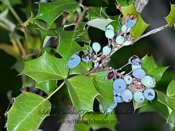 Berberis wilcoxii  WILCOX'S BARBERRY 7008964z