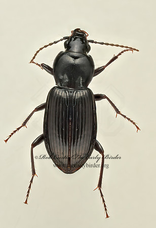 Pterostichus mutus 9017390 z