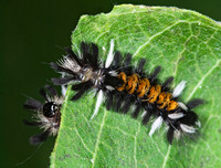 Euchaetes egle MILKWEED TUSSOCK MOTH 6011167z