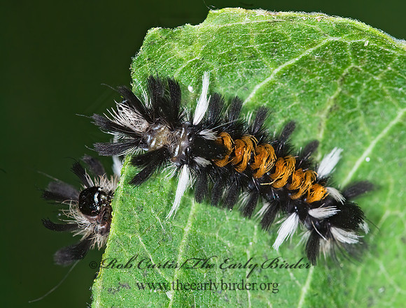 Euchaetes egle MILKWEED TUSSOCK MOTH 6011167z