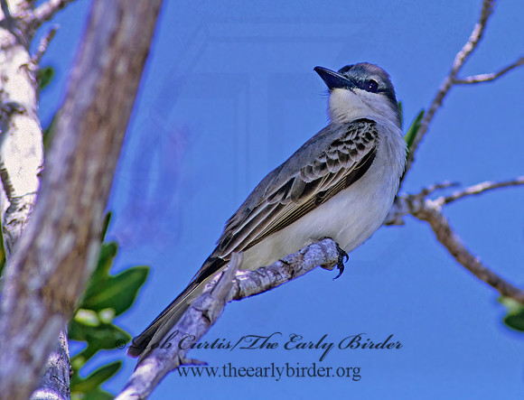 Tyrannus dominicensis  GRAY KINGBIRD 250213z