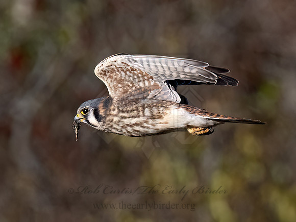 Falco sparverius AMERICAN KESTREL 9092147z