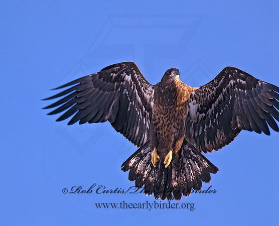 Haliaeetus leucocephalus  BALD EAGLE 6020117z