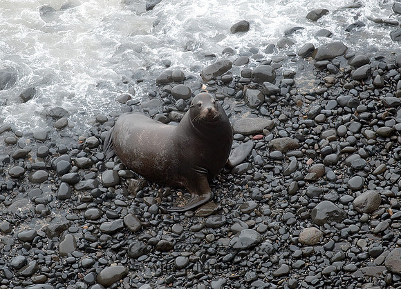 Zalophus californianus  CALIFORNIA SEA LION 8019680z