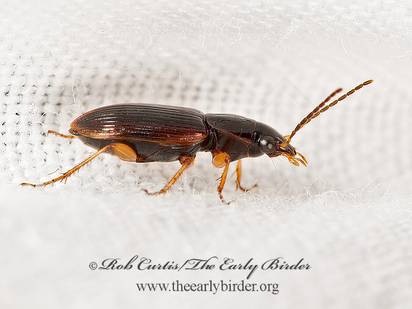 Stenolophus ochropezus  SEEDCORN BEETLE 9066434z
