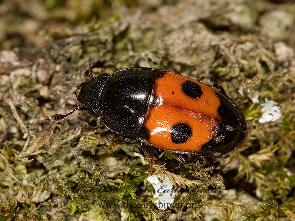 Glischrochilus sanguinolentus 8014422z