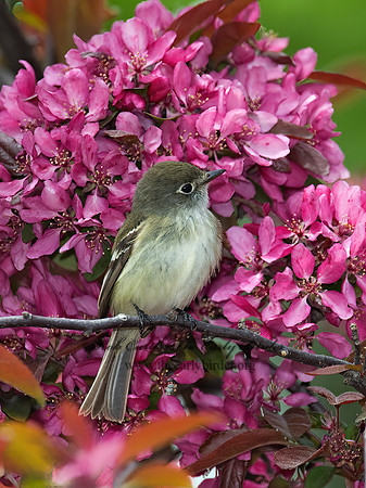 Empidonax minimus  LEAST FLYCATCHER 8003640z