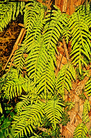 Phelepodium aureum  CABBAGE PALM FERN 272512z