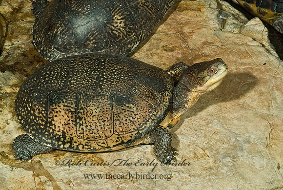 Emydoidea blanding  BLANDING'S TURTLE 4002436z