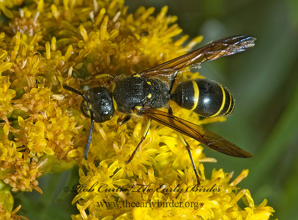 Ancistrocerus adiabatus 5001004z