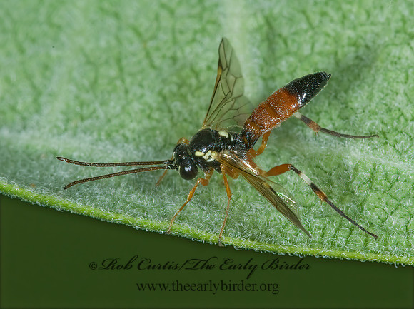 Diplazon laetatorius 7015201z