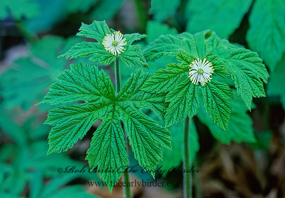 Hydrastis canadensis  GOLDEN SEAL 265507z
