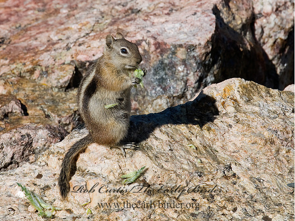 Callospermophilus lateralis  GOLDEN MANTLED SQUIRREL 7010652z