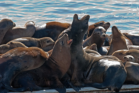 Zalophus californianus  CALIFORNIA SEA LION 7017535z