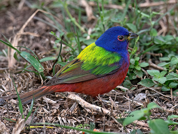 Passerina ciris  PAINTED BUNTING 6039246z