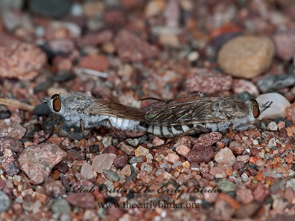 Pandivirilia albifrons  THEREVID FLY 3014318z