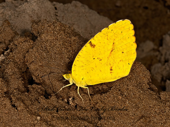 Eurema nicippe  SLEEPY ORANGE 3038185z