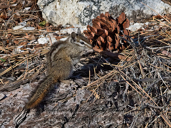 Tamias merriami  MERRIAMS'S CHIPMUNK 9057235z
