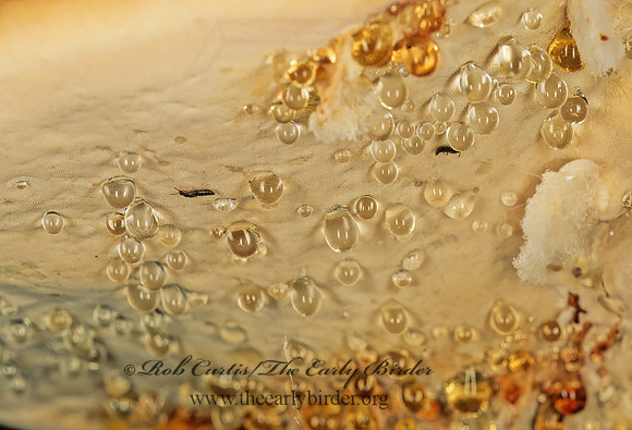 Fomitopsis pinicola grp CONIFER BRACKET 150511z