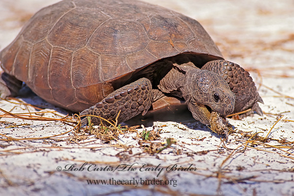 Gopherus polyphemus  GOPHER TORTOISE 272017z