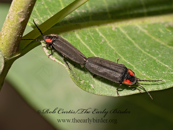 Ellychnia corrusca grp FIREFLY 9089842z