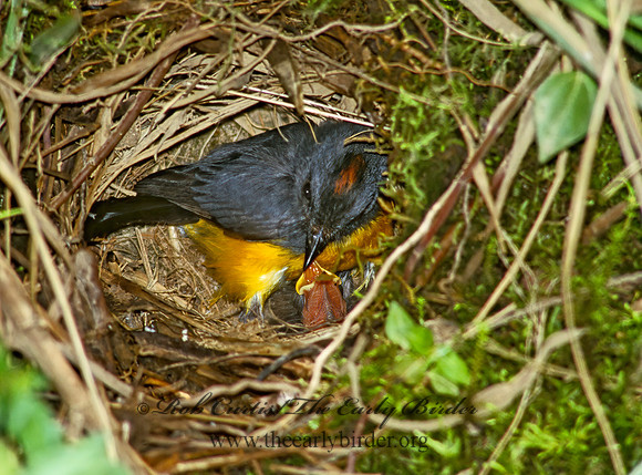 Myioborus miniatus  SLATE-THROATED REDSTART 209324z