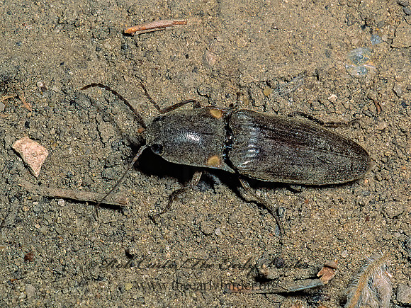 Deilelater physoderus 53637 z