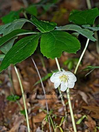Podophyllum peltatum  MAYAPPLE 6003713z