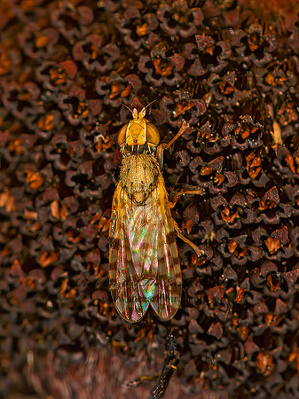 Dioxyna picciola  FRUIT FLY 1303891z