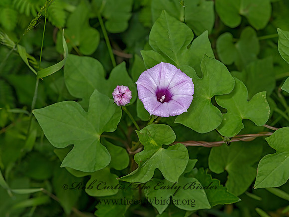 Ipomoea cordatotriloba  TIEVINE 3034802-z