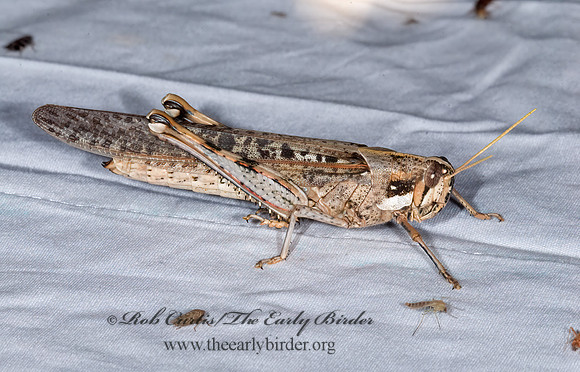 Schistocerca nitens BIRD GRASSHOPPER  7008720z