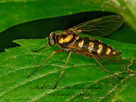 Chrysopilus ornatus  SNIPE FLY 3021567z