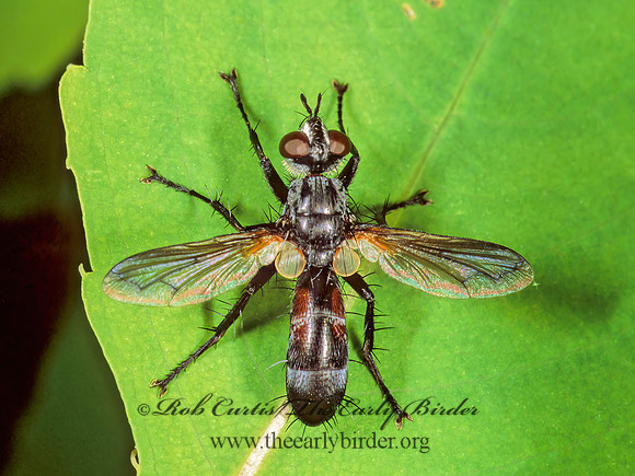 Cylindromyia binotata  PHASIINAE TACHINID FLY 1110513z