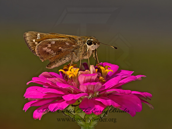 Atalopedes campestris  SACHEM SKIPPER 9052472z