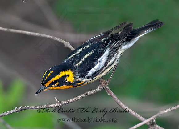 Setophaga fusca  BLACKBURNIAN WARBLER 8022397z