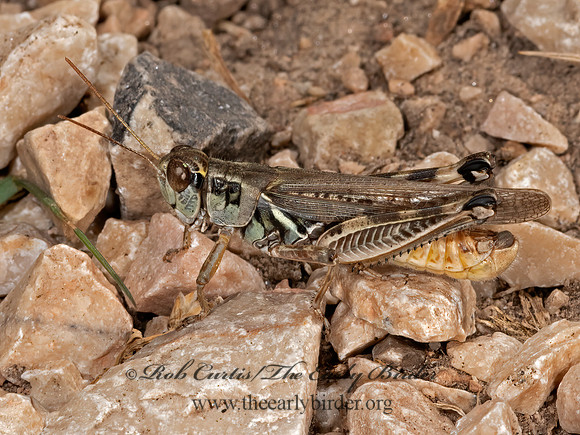 Melanoplus sanguinipes  MIGRATORY GRASSHOPPER 3023745z