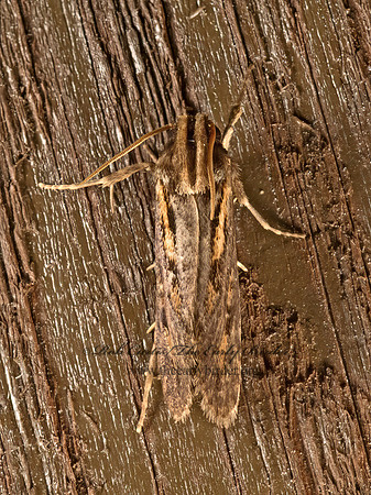 Acrolophus popeanella  CLEMEN'S GRASS TUBEWORM MOTH 9048235z