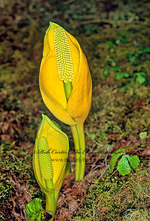 Lysichiton americanum  AMERICAN SKUNK CABBAGE 230221z