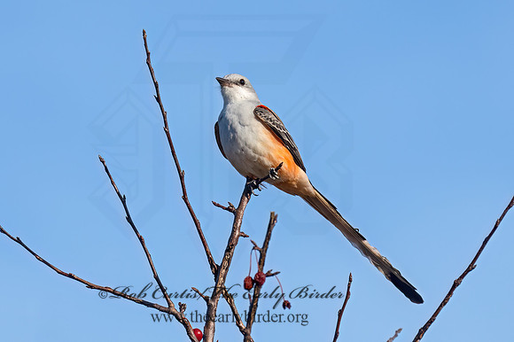 Tyrannus forficatus SCISSOR-TAILED FLYCATCHER 9091915z