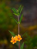 Diplacus aurantiacus BUSH MONKEY-FLOWER 8036684z