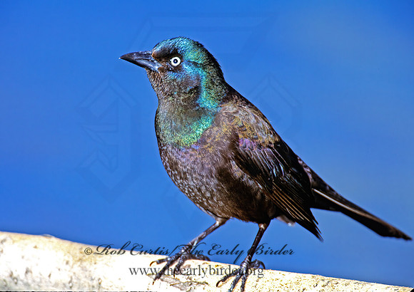 Quiscalus quiscula  COMMON GRACKLE 1280105z