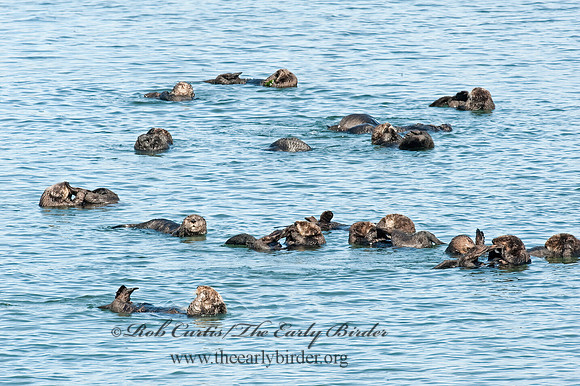 Enhydra lutris nereis  SOUTHERN SEA OTTER 8020383 z