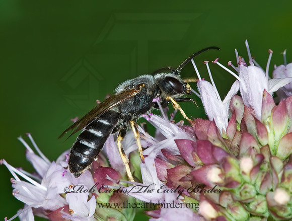 Halictus rubicundus 6011094 M z